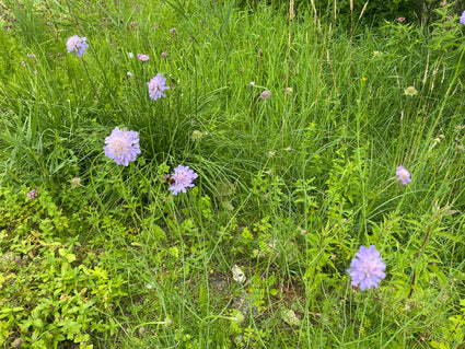 Wiesenkrone - Knautia Arvensis