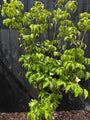 Japanischer Großblumiger Hartriegel 'Pure White' - Cornus kousa 'Milky Way'