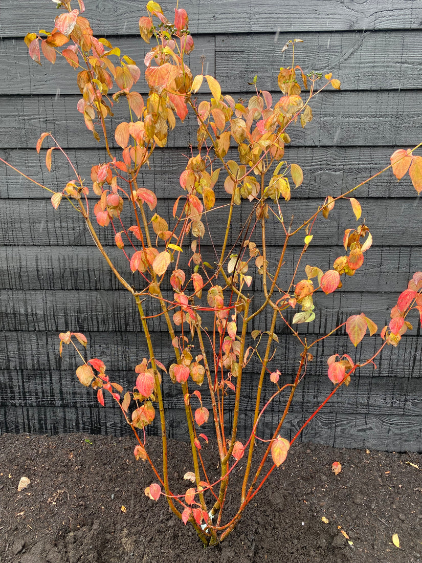 Roter Hartriegel - Cornus sanguinea