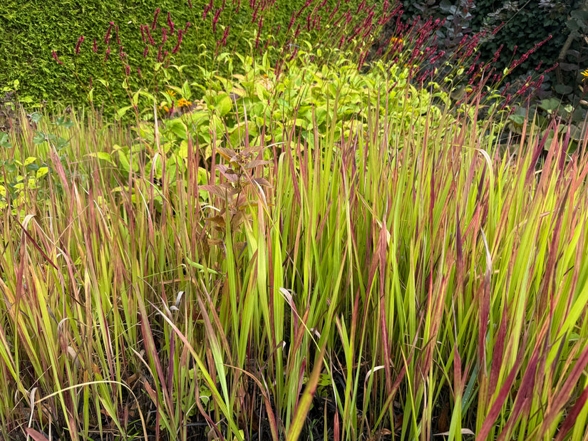 Japanisches Blutgras - Imperata cylindrica 'Red Baron'