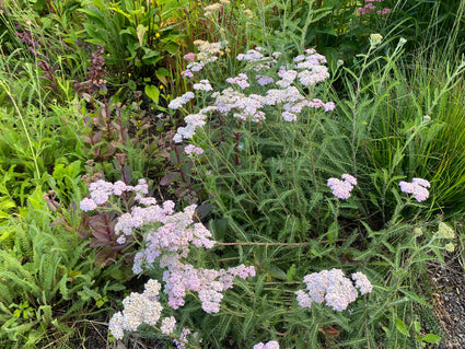 Gewöhnliche Schafgarbe - Achillea millefolium 'White Beauty'