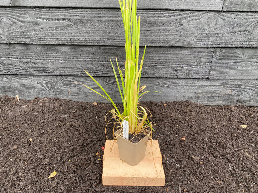 Pampasgras - Cortaderia selloana 'White Feather'