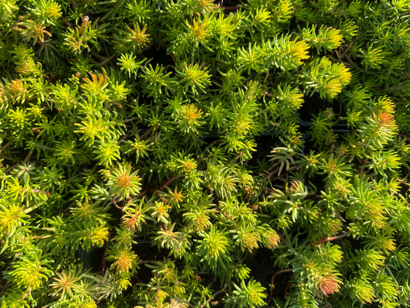Bio-Fetthenne - Sedum reflexum 'Angelina'