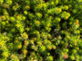 Bio-Fetthenne - Sedum reflexum 'Angelina'