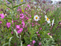 Gänseblümchen - Leucanthemum vulgare 'Maikönigin'