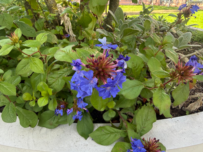 Bio-Bleikraut – Ceratostigma plumbaginoides