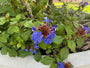 Bio-Bleikraut – Ceratostigma plumbaginoides
