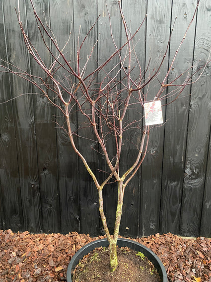 Jasper - acer red emperor