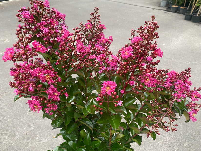 Indischer Flieder - Lagerstroemia indica 'Berry Dazzle'