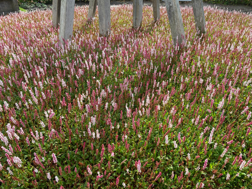 Viperroot - Persicaria bistorta