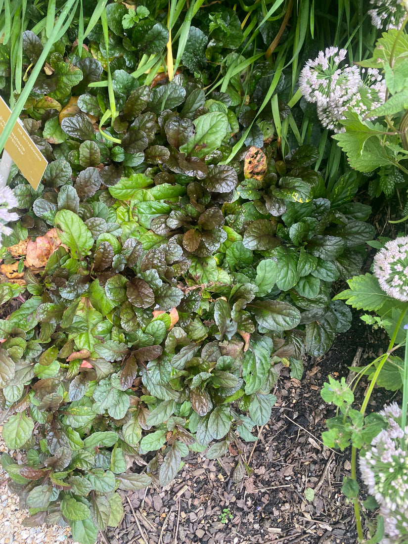 Kriechendes Zenegreen - Ajuga reptans 'Atropurpurea' (auch pro/m2)