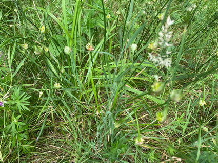 Bergknoblauch - Allium Carinatum subsp. Pulchellum