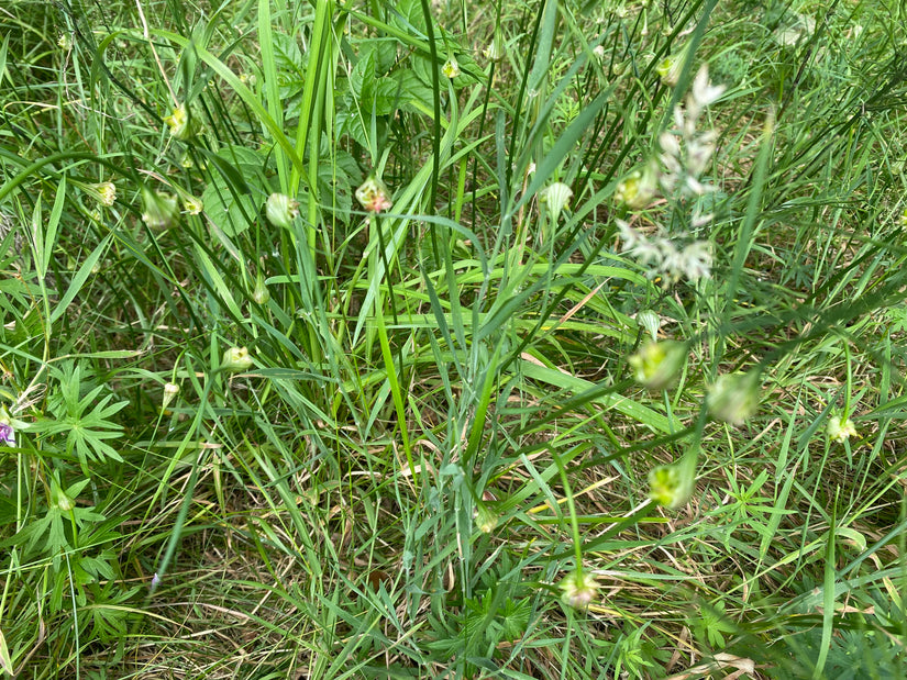 Bergknoblauch - Allium Carinatum subsp. Pulchellum