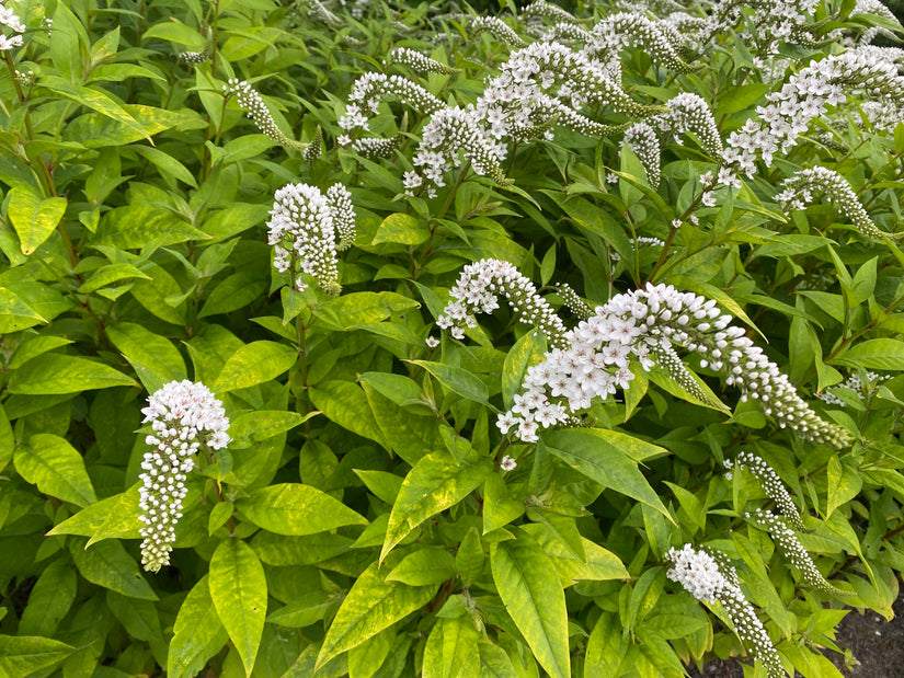 Karettschnabel - Lysimachia clethroides