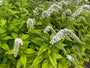 Karettschnabel - Lysimachia clethroides