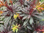 Mandelwolfsmilch - Euphorbia amygdaloides 'Purpurea'