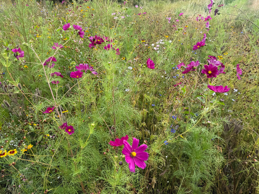Kosmee - Cosmos bipinnatus