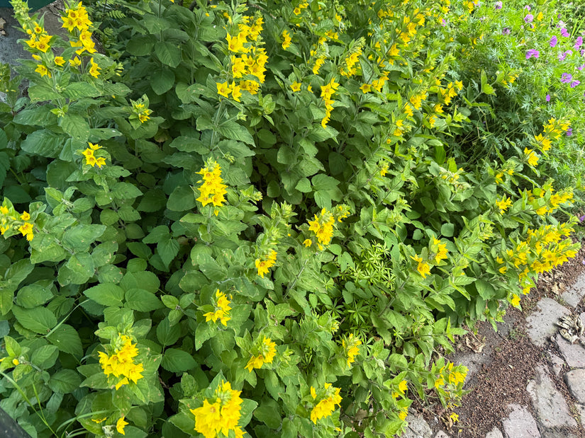 Großer Falke - Lysimachia vulgaris