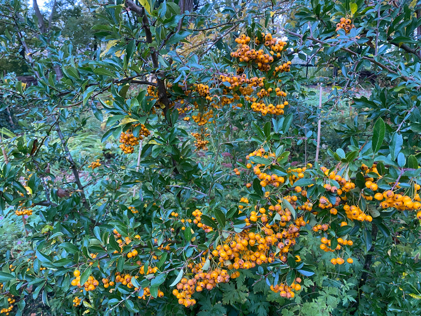 Feuerdorn - Pyracantha 'Orange Glow'