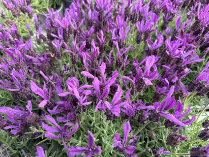 Schopflavendel - Lavandula stoechas 'Anouk'