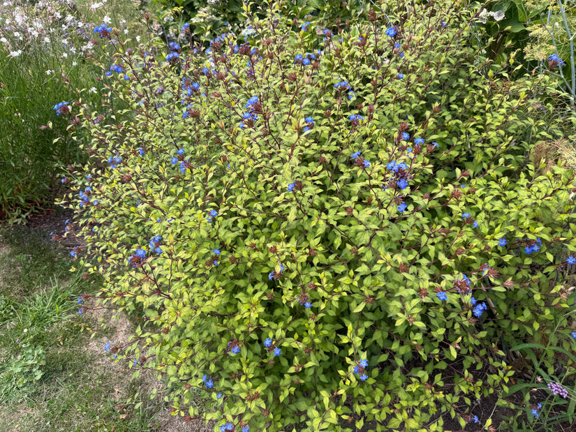 Bio-Bleikraut – Ceratostigma plumbaginoides