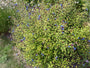Bio-Bleikraut – Ceratostigma plumbaginoides