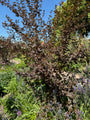Blasensüß - Physocarpus opulifolius 'Diabolo'