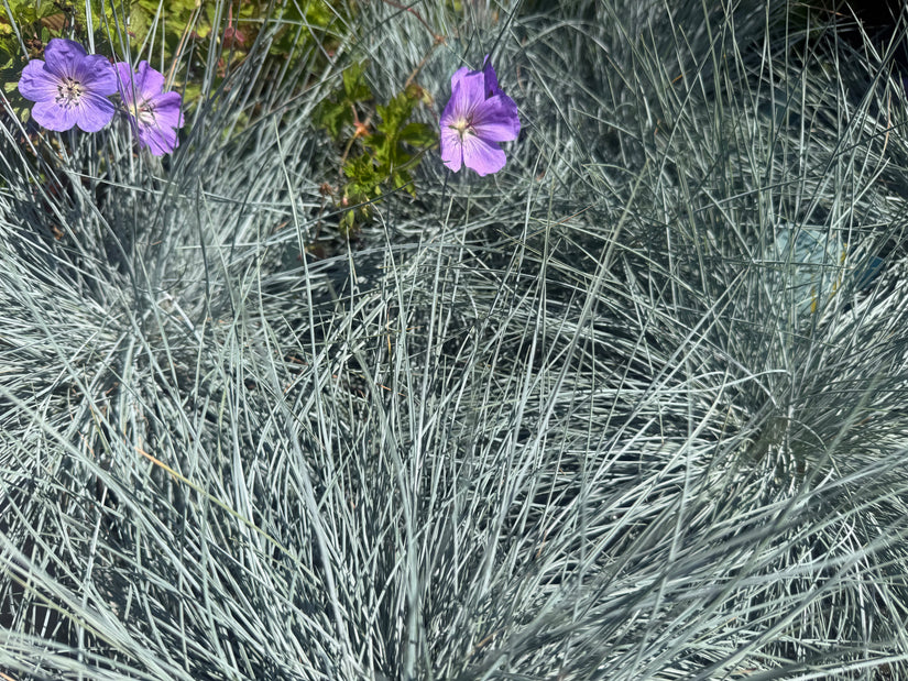 Blaues Schafsgras - Festuca glauca 'Intense Blue'