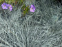 Blaues Schafsgras - Festuca glauca 'Intense Blue'