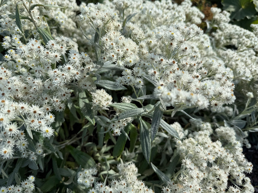 Weißer Knoten - Anaphalis margaritacea 'Neuschnee'