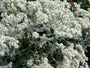 Weißer Knoten - Anaphalis margaritacea 'Neuschnee'