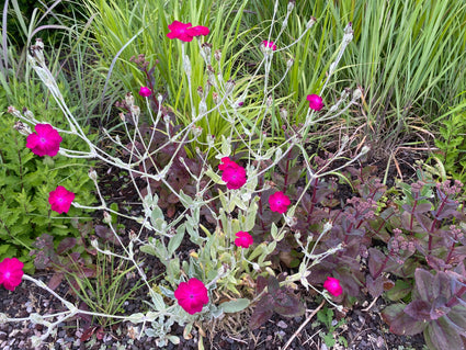 Biologische Stachelnase - Lychnis coronaria