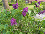 Flieder - Syringa Bloomerang 'Dark Purple'