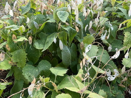 Wilde Judas-Medaille – Lunaria rediviva