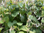 Wilde Judas-Medaille – Lunaria rediviva