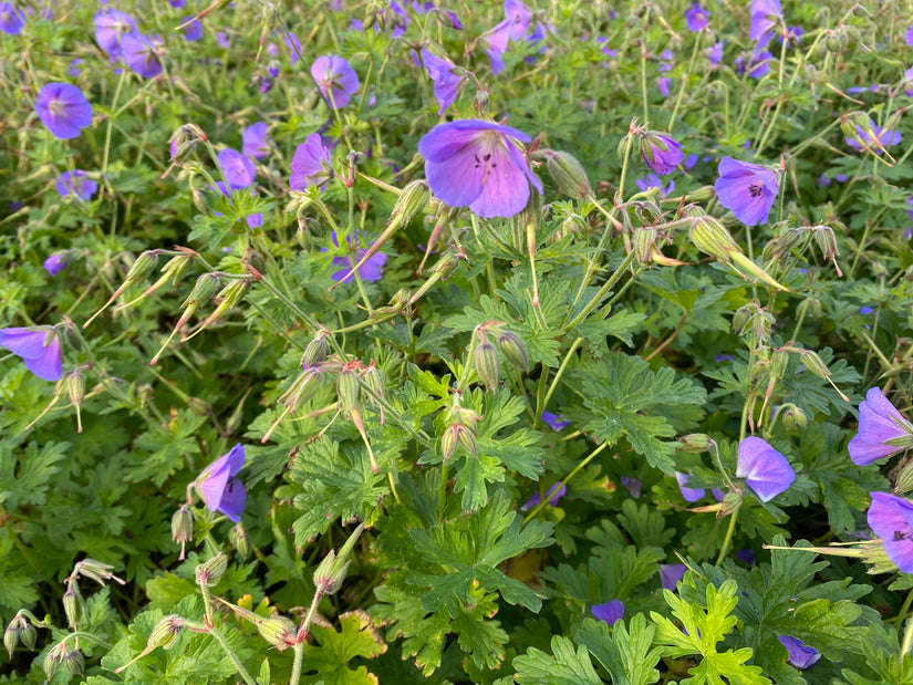 Wiesen-Storchschnabel - Geranium pratense