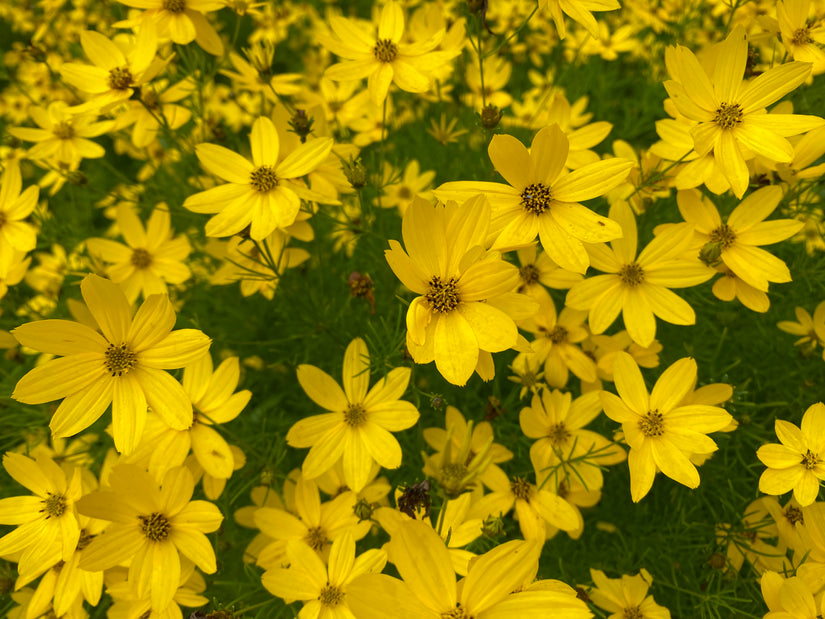 Mädchenaugen - Coreopsis verticillata