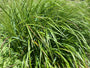 Bio-Straußenrohr - Calamagrostis x acutiflora 'Karl Foerster' TIPP