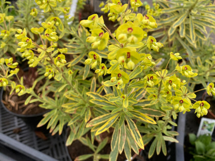 Wolfsmilch - Euphorbia amygdaloides 'Ascot Rainbow'