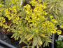 Wolfsmilch - Euphorbia amygdaloides 'Ascot Rainbow'