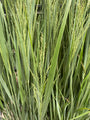 Fingergras - Panicum virgatum 'Northwind'