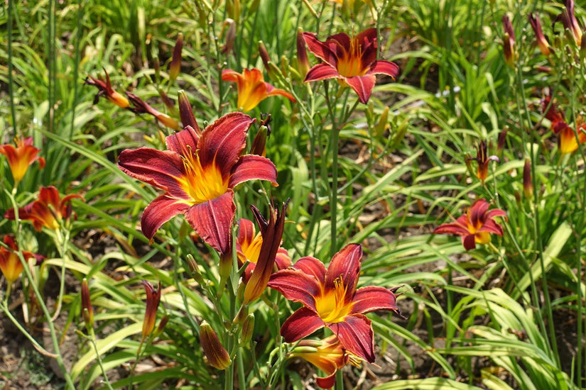 Bio-Beetpaket Marjon Nährstoffreicher Boden Sonnig