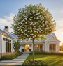 Taschentuchbaum - Davidia involucrata - Hochstammbaum