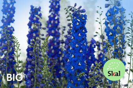 Bio-Rittersporn - Delphinium (P) 'Blue Bird'