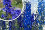 Rittersporn – Delphinium „Blue Bird“ TIPP