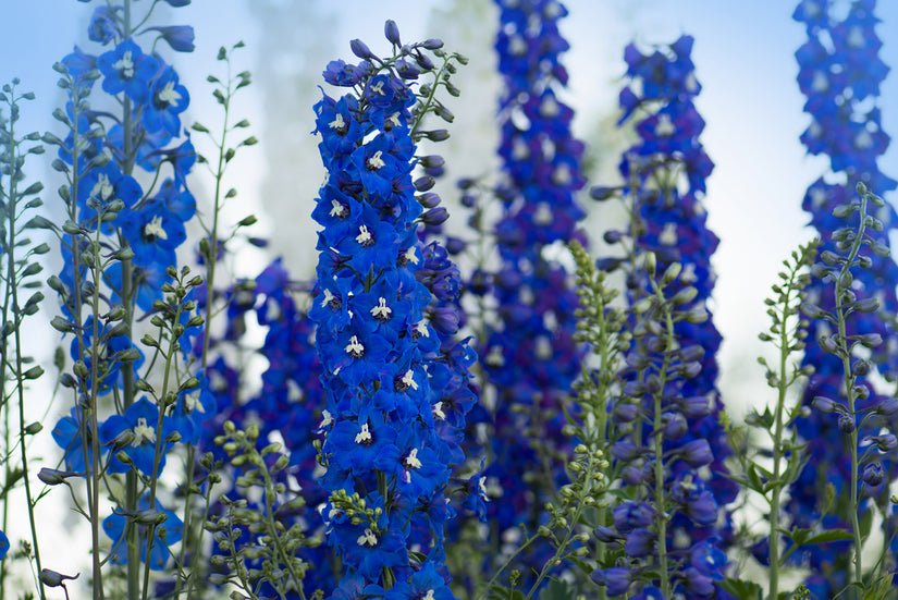 Rittersporn – Delphinium „Blue Bird“ TIPP