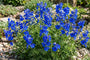 Rittersporn - Delphinium grandiflorum 'Blauer Zwerg'