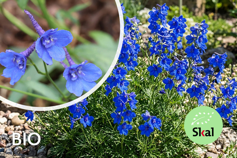 Rittersporn - Delphinium grandiflorum 'Blauer Zwerg'