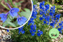 Rittersporn - Delphinium grandiflorum 'Blauer Zwerg'
