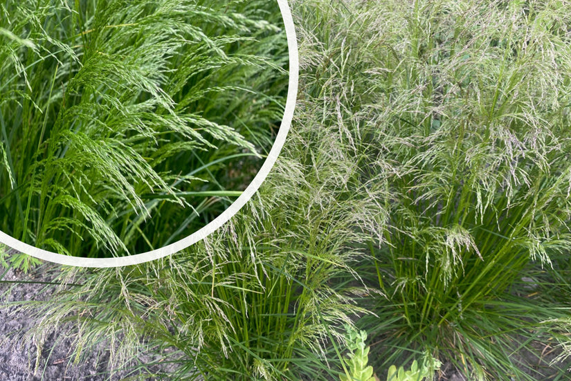 Rauer Geruch – Deschampsia caespitosa – Einheimisches Ziergras